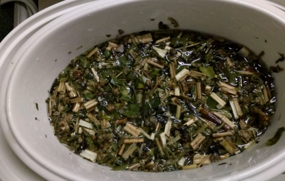 桑寄生茶煮法 桑寄生茶煮法