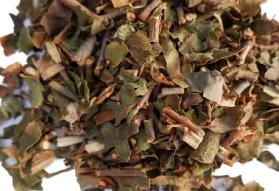 桑寄生茶煮法 桑寄生茶煮法