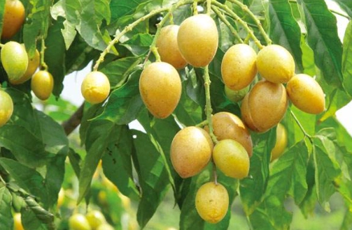 黄皮干食用方法