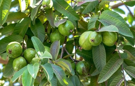 低糖番石榴 低糖番石榴