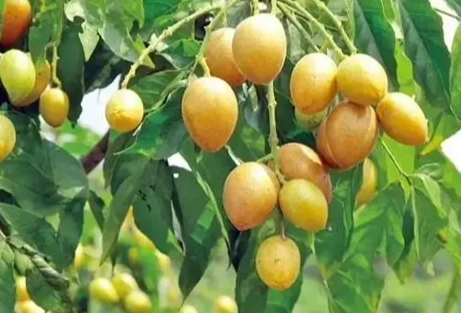 黃皮果是什麼 黃皮果是什麼