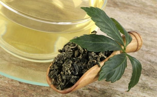 七葉膽功效 七葉膽功效