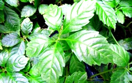 七葉膽禁忌人群 七葉膽禁忌人群