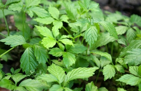 七葉膽正確煮法 七葉膽正確煮法