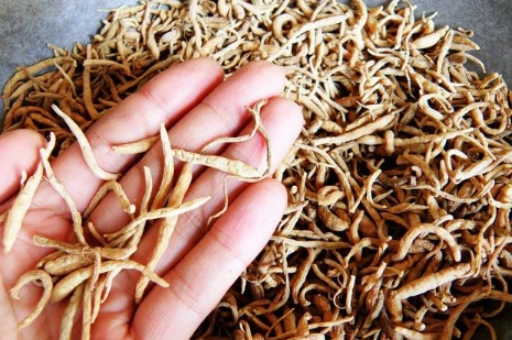 太子參禁忌人群 太子參禁忌人群