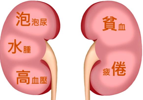 准山對腎臟的好處 准山對腎臟的好處