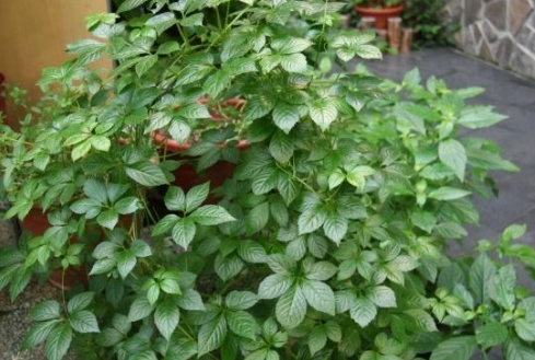 七葉膽正確煮法 七葉膽正確煮法