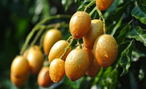 黄皮干食用方法