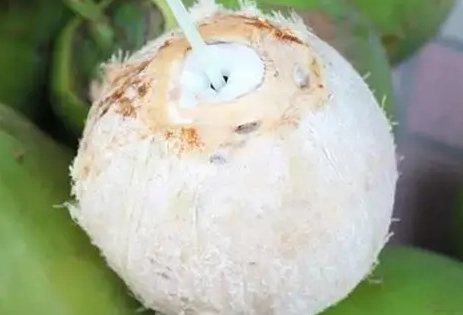 椰青水危害 椰青水危害