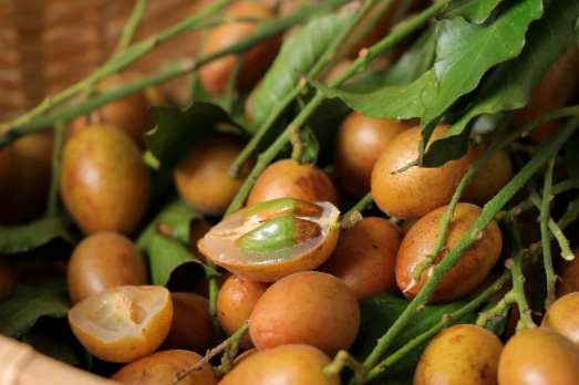 川貝黃皮是什麼