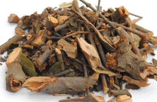 桑寄生茶功效 桑寄生茶功效