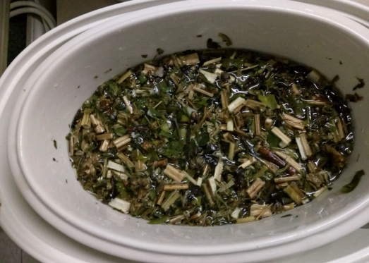 桑寄生茶隔夜 桑寄生茶隔夜