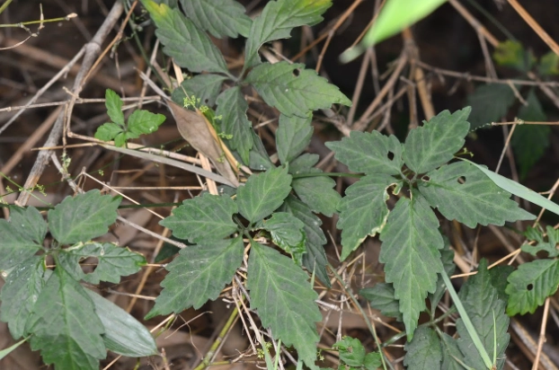 七葉膽安全使用 七葉膽安全使用