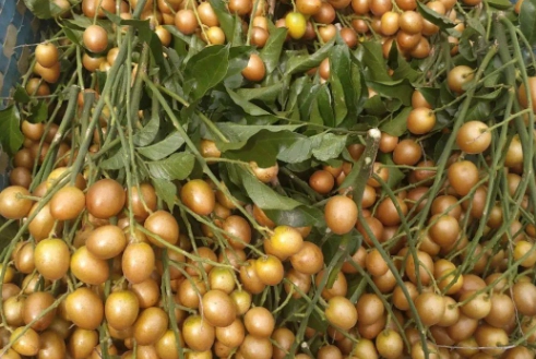 黄皮干食用方法