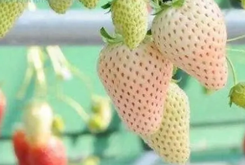 白草莓營養 白草莓營養