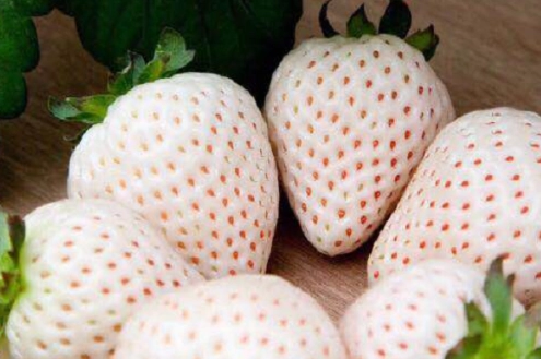 白草莓健康益處 白草莓健康益處