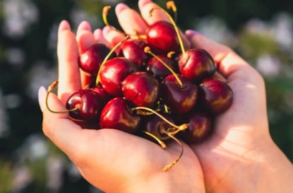 櫻桃吃太多副作用 櫻桃吃太多副作用