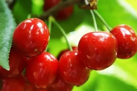 櫻桃吃太多副作用 櫻桃吃太多副作用