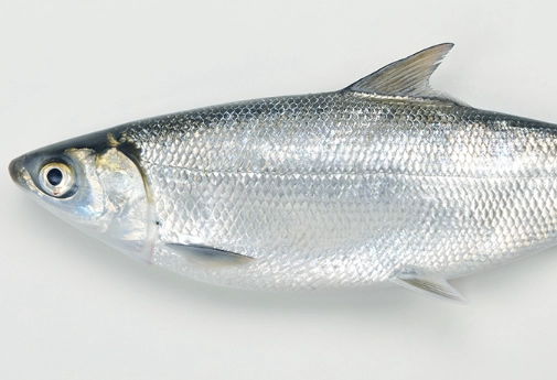 虱目魚營養價值 虱目魚營養價值