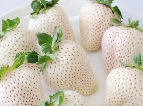 白草莓營養 白草莓營養