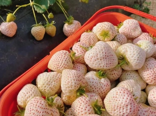 白草莓健康益处 白草莓健康益处