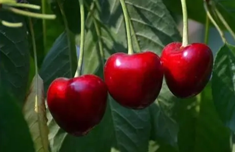 櫻桃過量症狀 櫻桃過量症狀