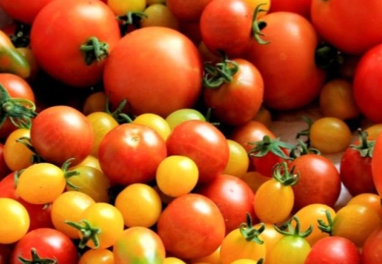 番茄健康益處 番茄健康益處