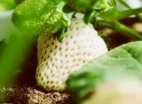 白草莓健康益處 白草莓健康益處