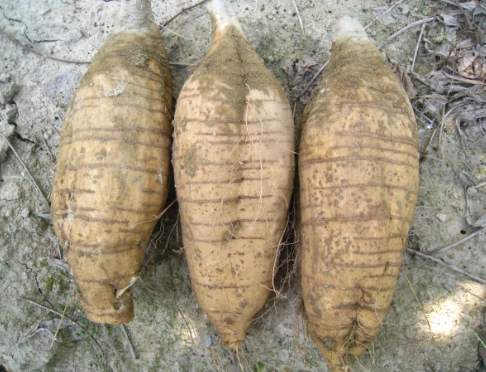 粉葛水製作 粉葛水製作