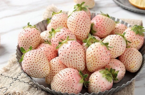 白草莓營養 白草莓營養