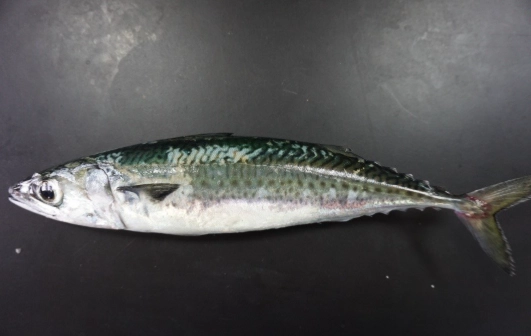 虱目魚營養價值 虱目魚營養價值