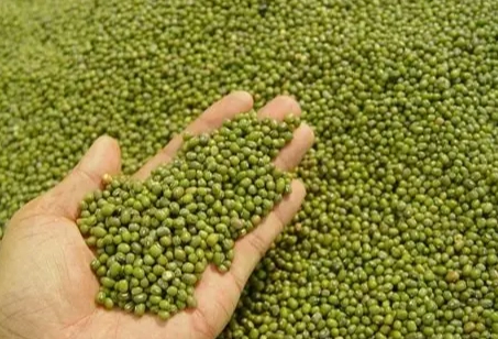 綠豆飲食禁忌 綠豆飲食禁忌