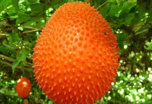 木鳖果烹饪技巧