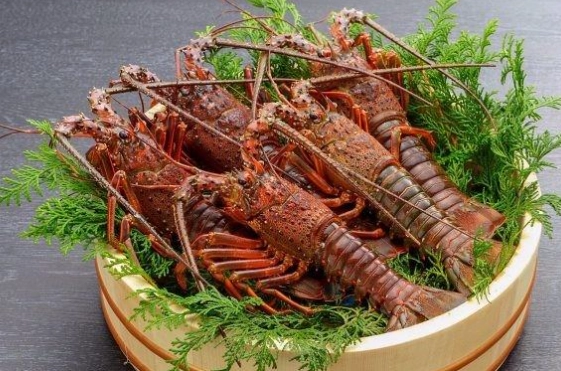 伊勢龍蝦新鮮度判斷