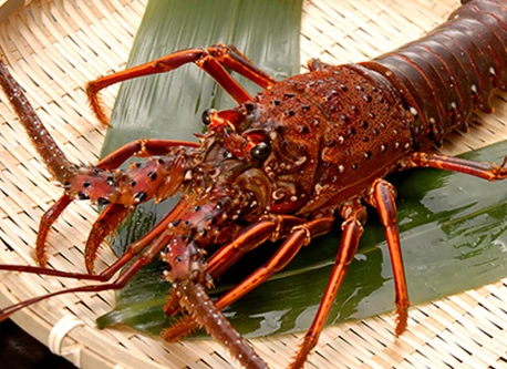 龍蝦刺身營養價值