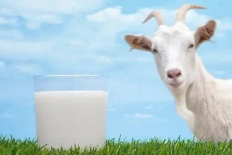 羊奶不適合人群