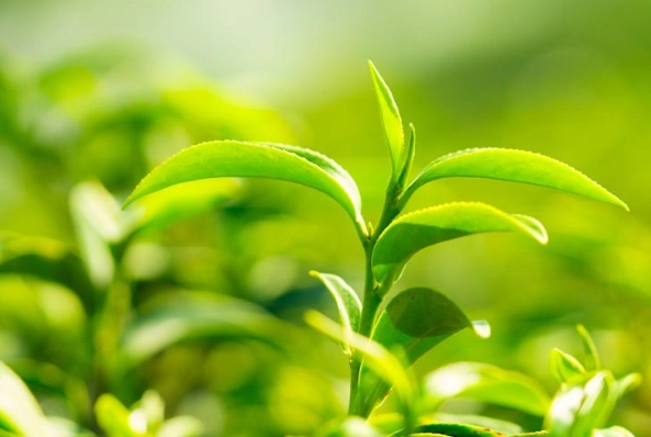 綠茶功效 綠茶功效