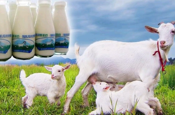 羊奶健康益處