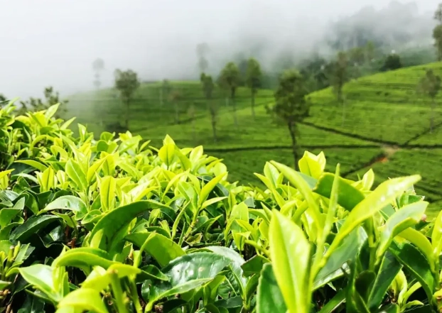 綠茶好處與副作用 綠茶好處與副作用