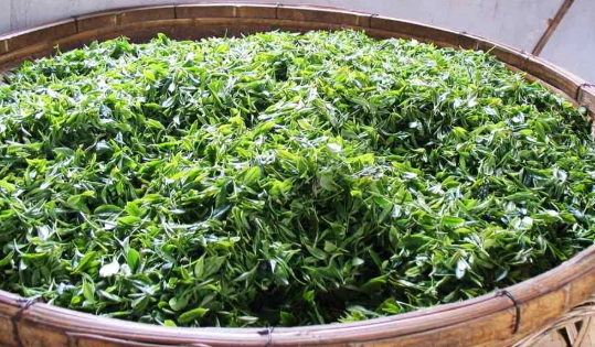 綠茶危害 綠茶危害