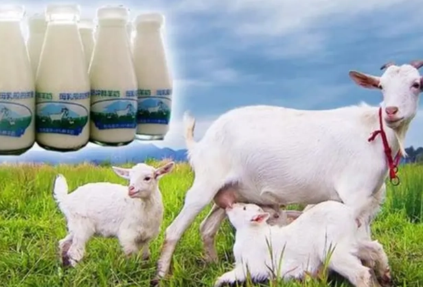 羊奶營養價值