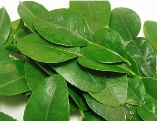 檸檬葉台灣 檸檬葉台灣