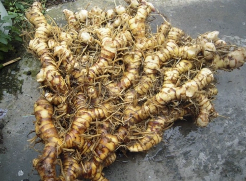 南薑購買地點 南薑購買地點