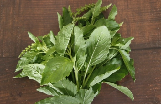 香茅哪裡買 香茅哪裡買