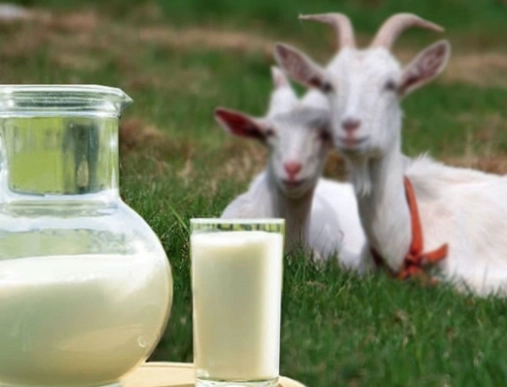 羊奶不適合人群
