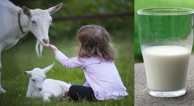 喝羊奶禁忌