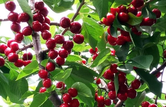 櫻桃營養價值 櫻桃營養價值