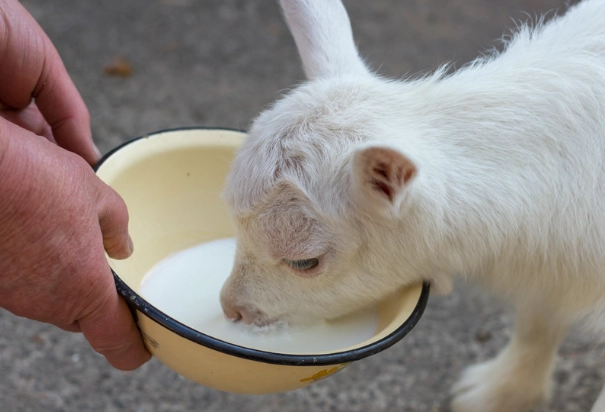 羊奶壞處 羊奶壞處