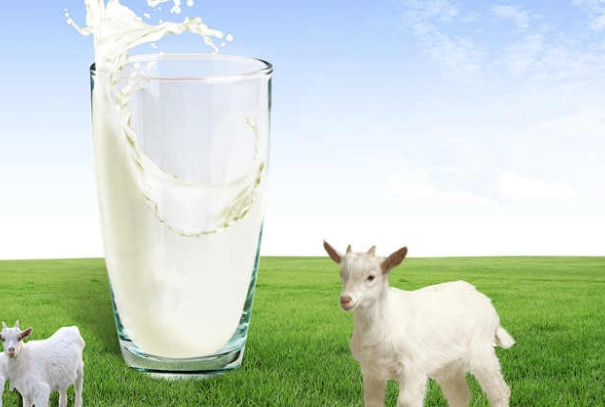 羊奶副作用 羊奶副作用