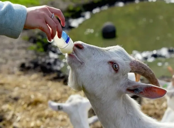 羊奶不適合人群